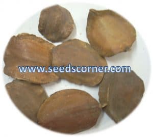 Jacaranda Mimosifolia Seeds